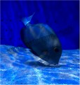 WHITE TAIL TANG